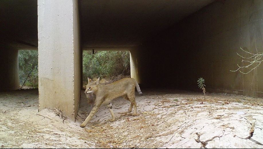 תנו לחיות לחצות