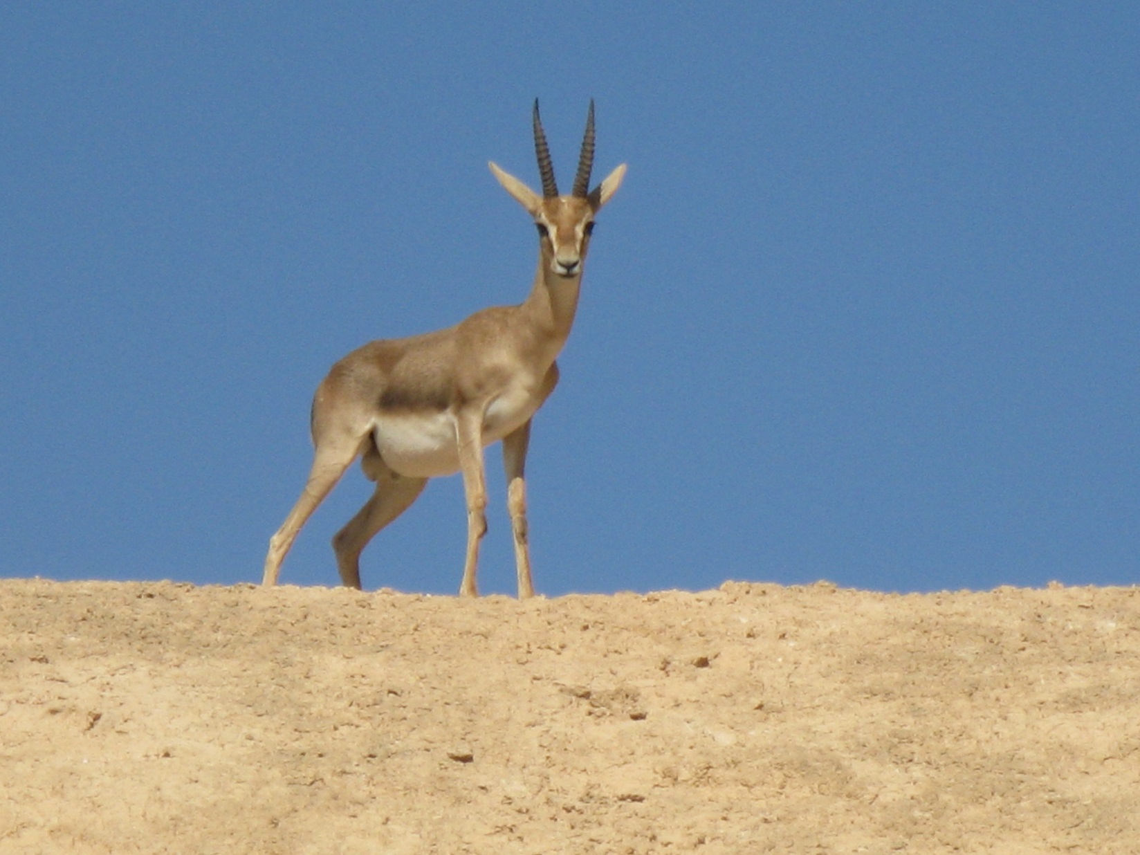 ספירת צבאים ראשונה במזרח השומרון