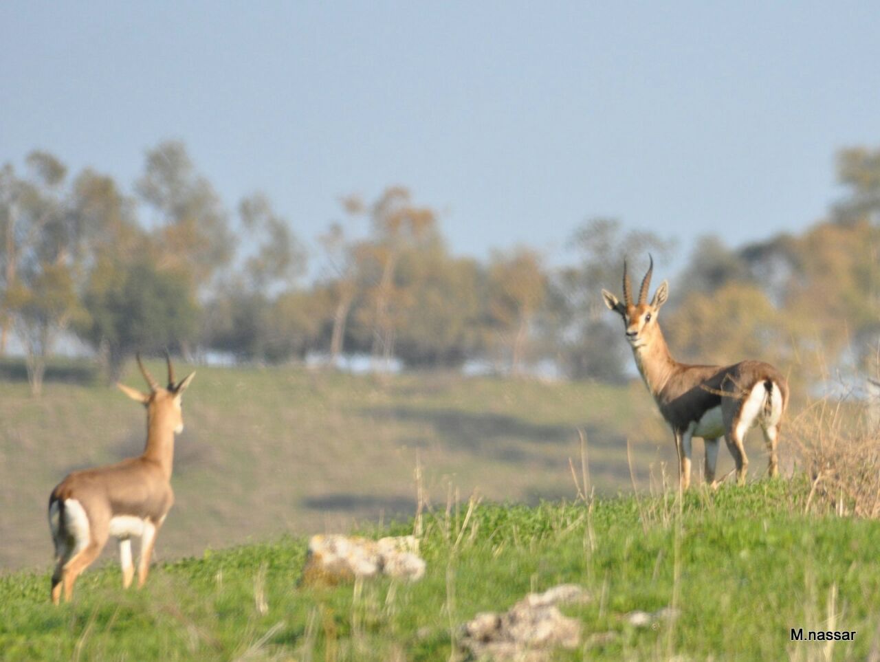 סיכום ספירת צבי ישראלי בצפון 2020