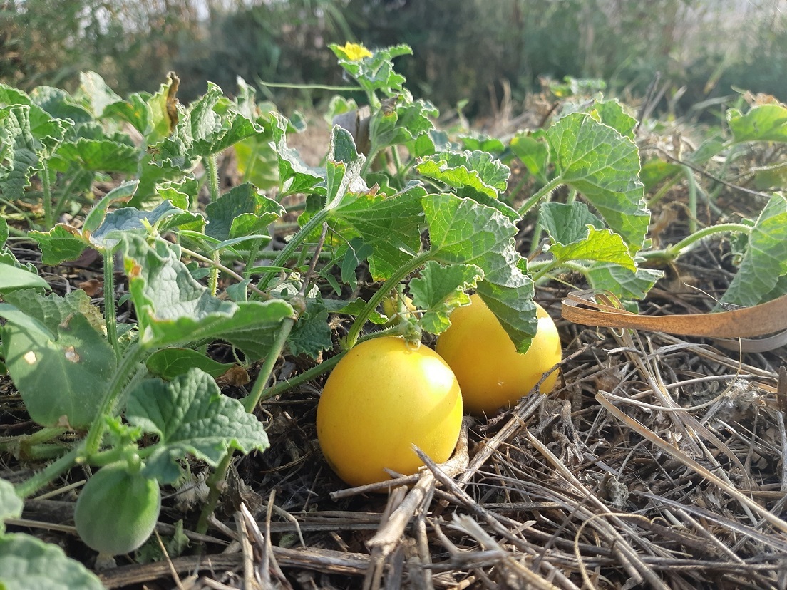 אבות צמחי תרבות בישראל