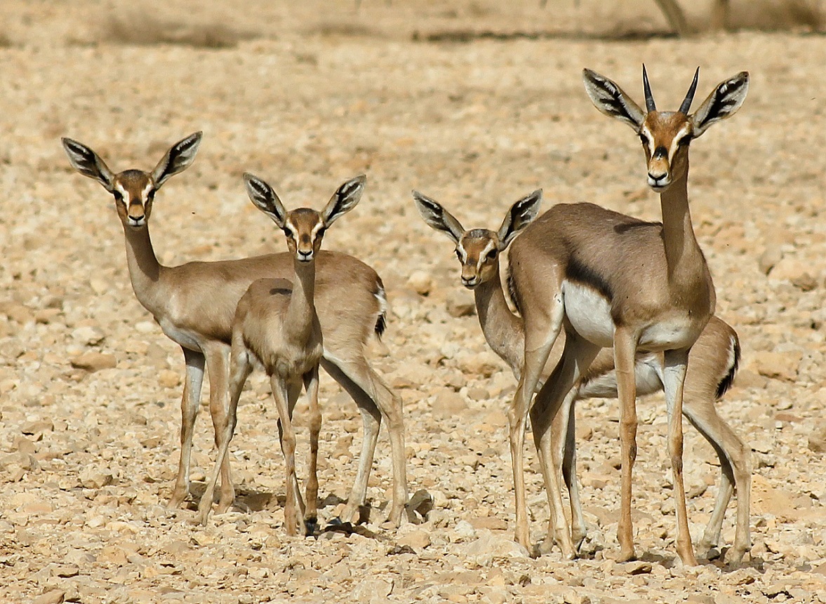 ספירת צבי שיטים בערבה